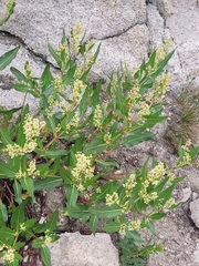 Koenigia phytolaccifolia, photograph (c) Jake Anderson, some rights reserved (CC BY)