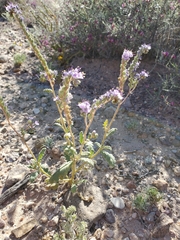 Phacelia bombycina