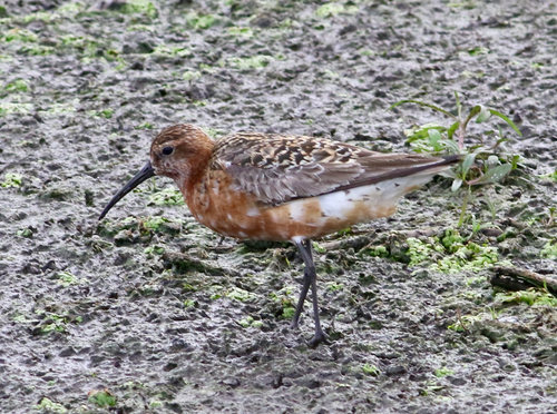 iNaturalist image