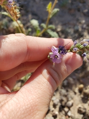 Phacelia bombycina
