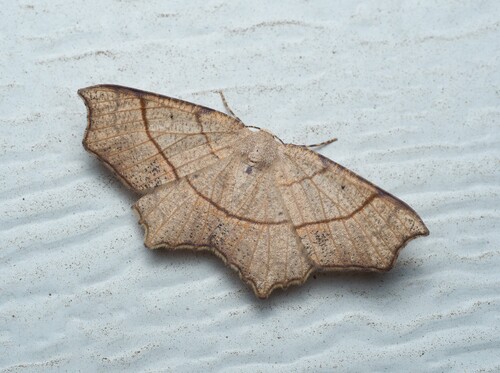 Oak Besma Moth photo 3