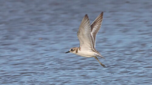 iNaturalist image
