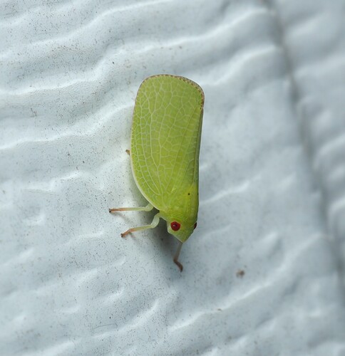 Green Cone-headed Planthopper photo 6