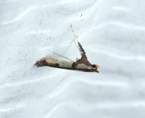 Walnut Caloptilia Moth photo 4