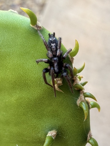 Eastern Parson Spider