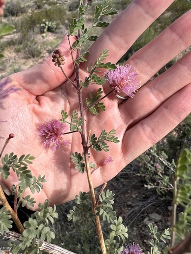 Emory's Mimosa