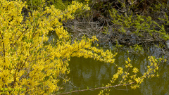 Forsythia koreana