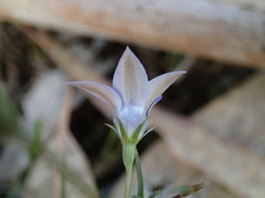 Wahlenbergia luteola