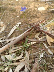 Wahlenbergia luteola