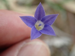Wahlenbergia luteola