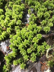 Sphagnum magellanicum