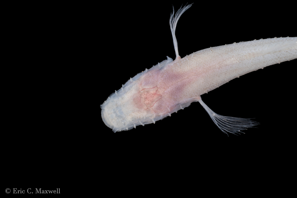 Southern Cavefish