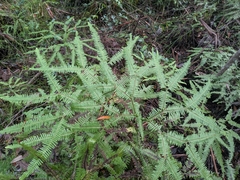 Sticherus lobatus, photograph (c) ratbagplant, some rights reserved (CC BY)