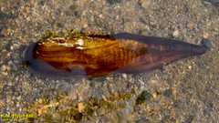 Lanceolaria acrorrhyncha