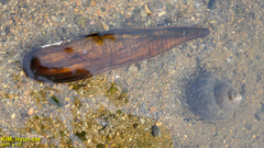 Lanceolaria acrorrhyncha