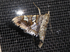 Glyphodes cosmarcha