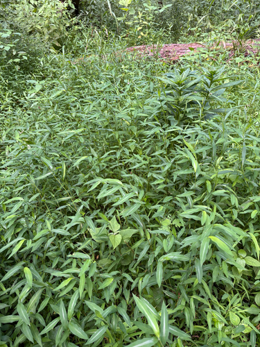 iNaturalist observation photo of Japanese stiltgrass
