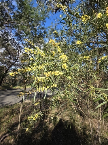 Acacia stictophylla, photograph 6