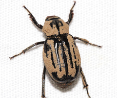 Faula centralis