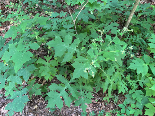 iNaturalist observation photo of leafcup