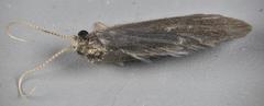Nyctiophylax