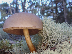 Fistulinella viscida