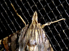 Glyphodes cosmarcha