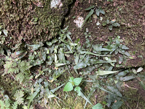 iNaturalist observation photo of walking fern
