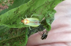 Poecilocapsus lineatus