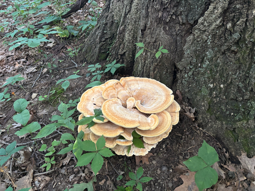 iNaturalist observation photo of Berkeley's Polypore