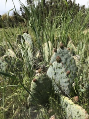 Opuntia basilaris brachyclada