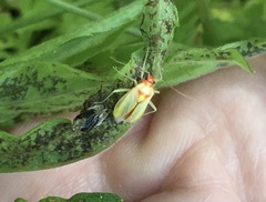 Poecilocapsus lineatus