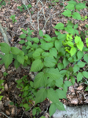 iNaturalist observation photo of jetbead