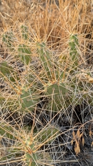 Opuntia × columbiana, photograph (c) Andrew Dudley, some rights reserved (CC BY)