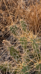 Opuntia × columbiana, photograph (c) Andrew Dudley, some rights reserved (CC BY)