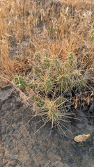 Opuntia × columbiana, photograph (c) Andrew Dudley, some rights reserved (CC BY)
