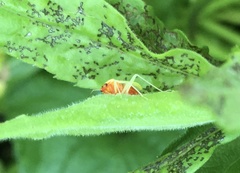 Poecilocapsus lineatus