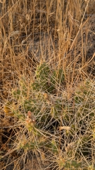 Opuntia × columbiana