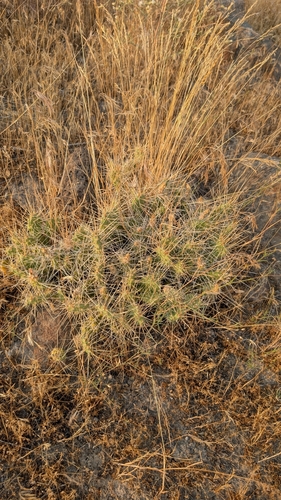Opuntia × columbiana, photograph 2