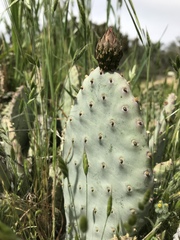 Opuntia basilaris brachyclada
