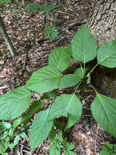 iNaturalist observation photo of citronella horse balm