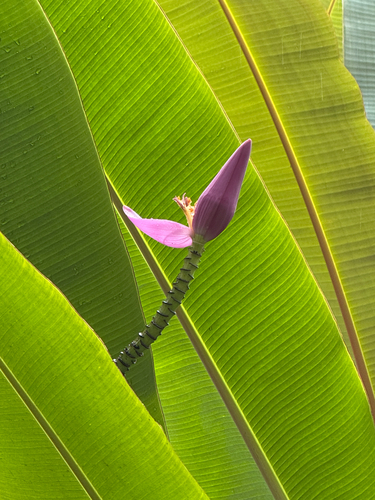 Musa ornata observed 2026-07-17