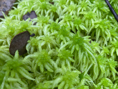 Sphagnum palustre observed 2026-07-21