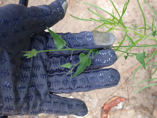 Texas Nightshade