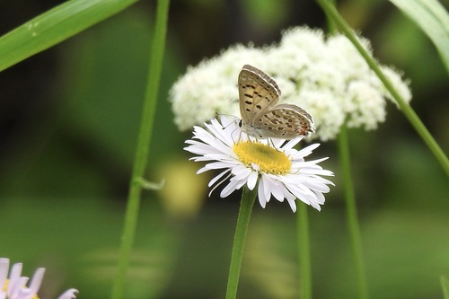 Edith's Copper photo 2