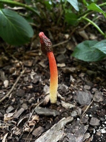 Wrinkly Stinkhorn