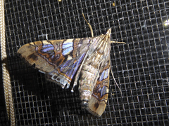 Glyphodes cosmarcha