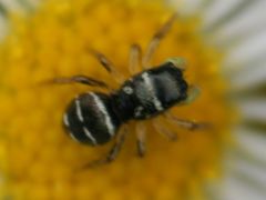 Heliophanus cupreus