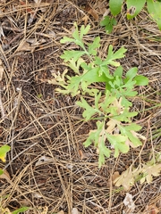 (c) Jake Anderson, some rights reserved (CC BY) Paeonia brownii, photograph (c) Jake Anderson, some rights reserved (CC BY)
