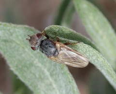 Otitini
